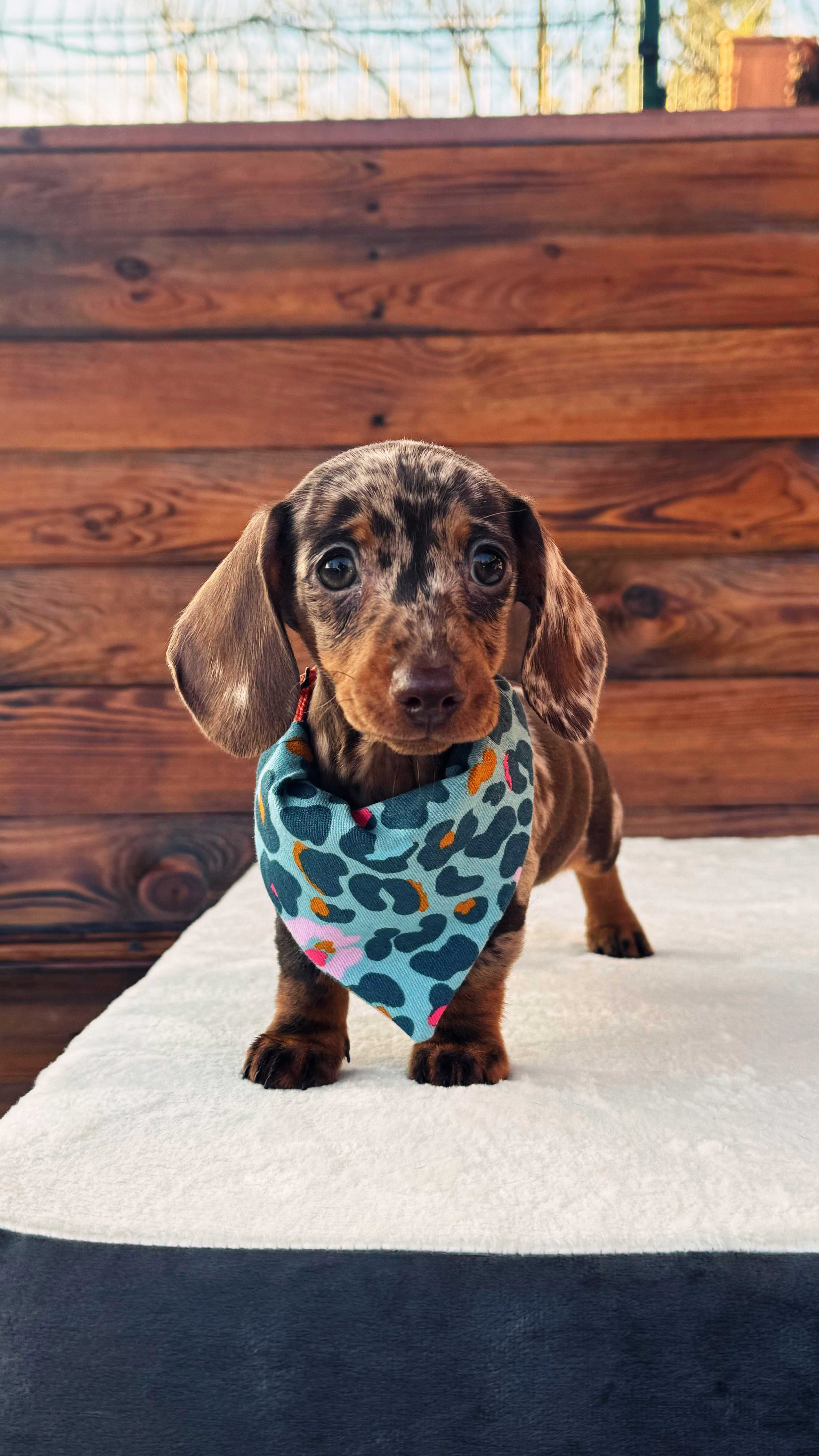 Orhideya - Minyatür Dachshund 